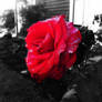 Melancholic Rose