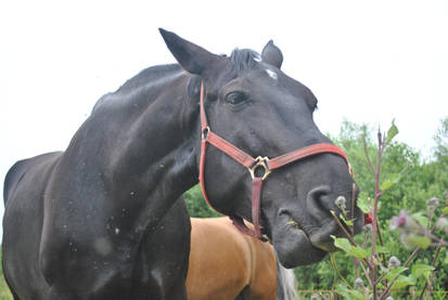 Horse eating 2