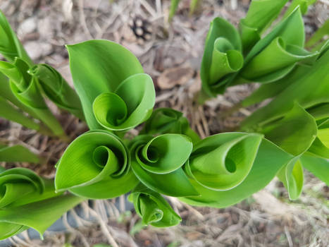 Curls in green