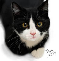 Realistic Painting- Mr. Boo Boo Kitty