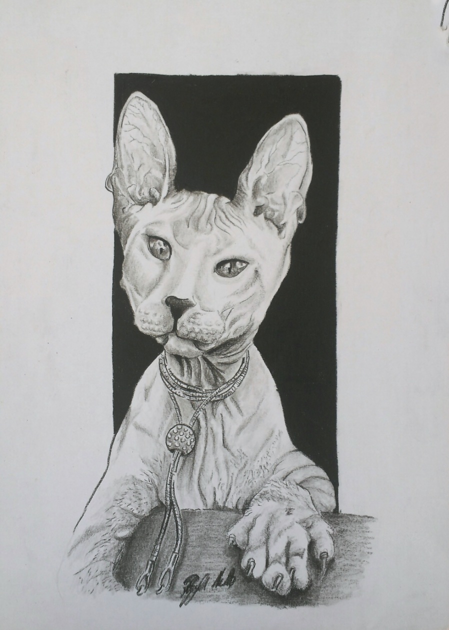 sphynx cat finish