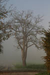 Der-baum-und-der-vogel by kolorits
