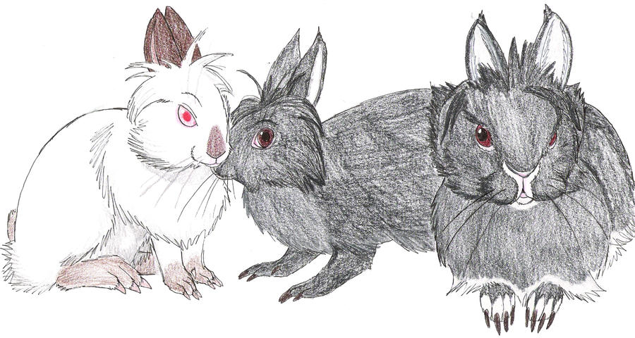 Rabbit portraits by KillerFreya on DeviantArt