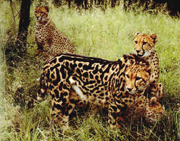 king cheeta