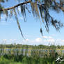 Spanish Moss Dancing