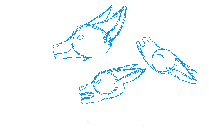 Wolf head sketches