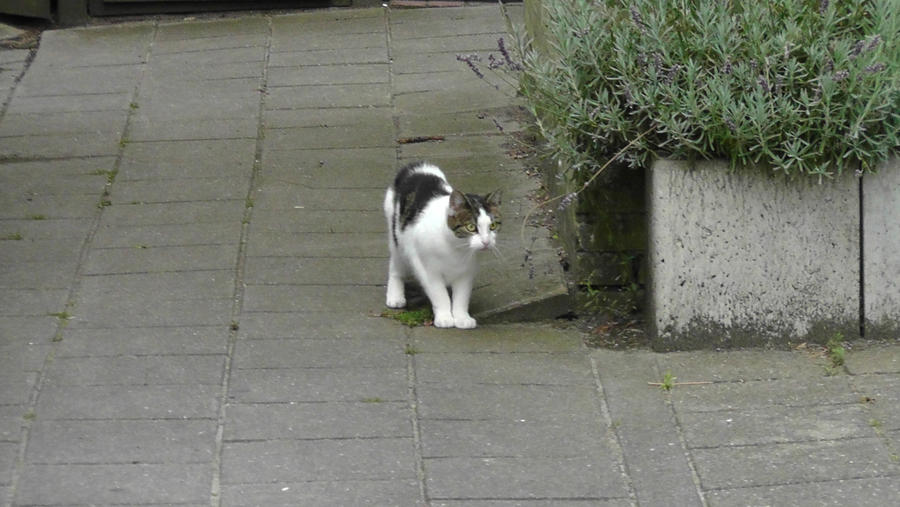 July 2012 - Unknown Cat 3