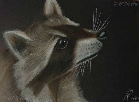 Racoon (Oil pastel painting)