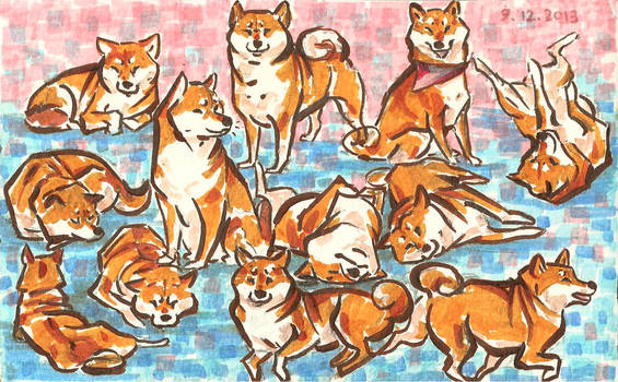 shibas