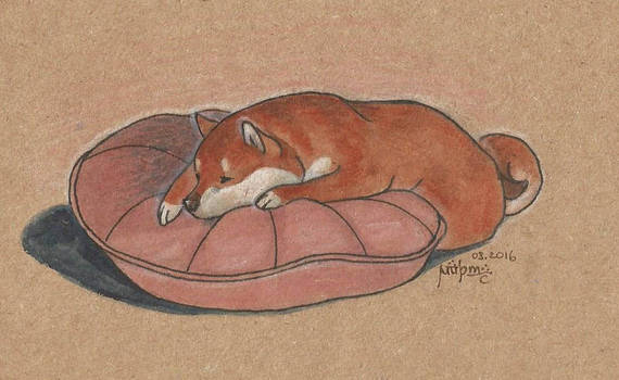 sleeping shiba