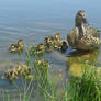 First Swim