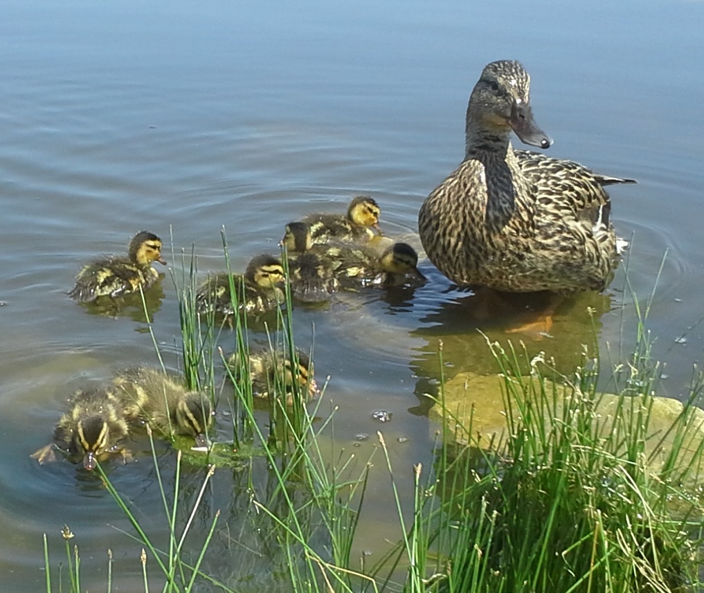 First Swim