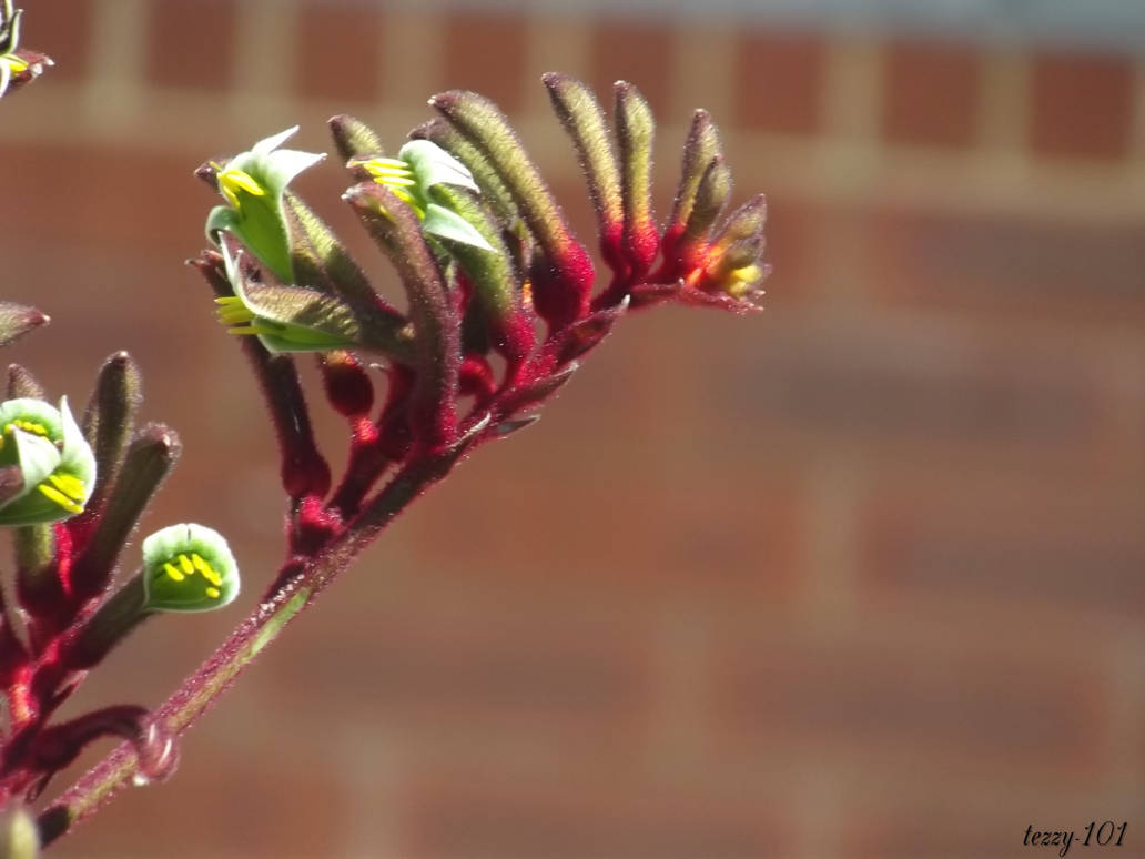 Kangaroo Paw By Tezzy 101 On DeviantArt kangaroo-paw-by-tezzy-101-on-deviantart