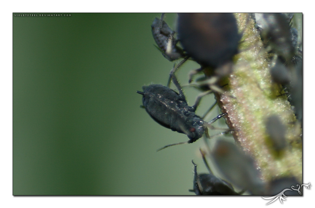 aphid