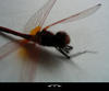 STOCK-Dragonfly02