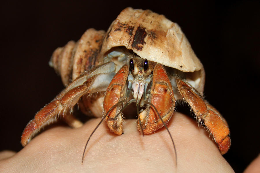 Monkey Shells Monkey New Shell by GodzillaHermitCrab on DeviantArt