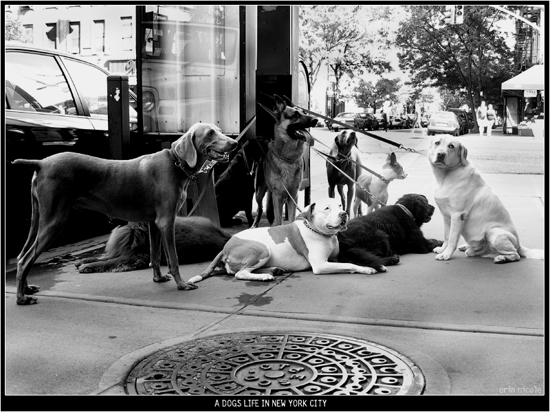 A Dogs Life in New York City