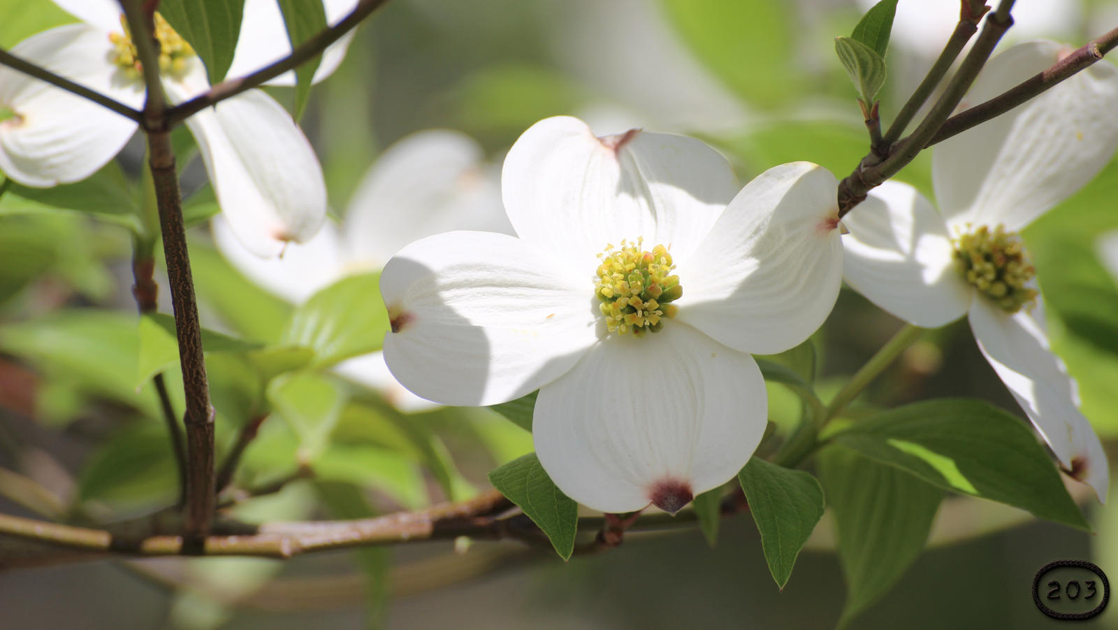 Dogwood Blossom