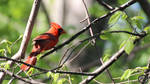 Cardinal by GlenRoberson