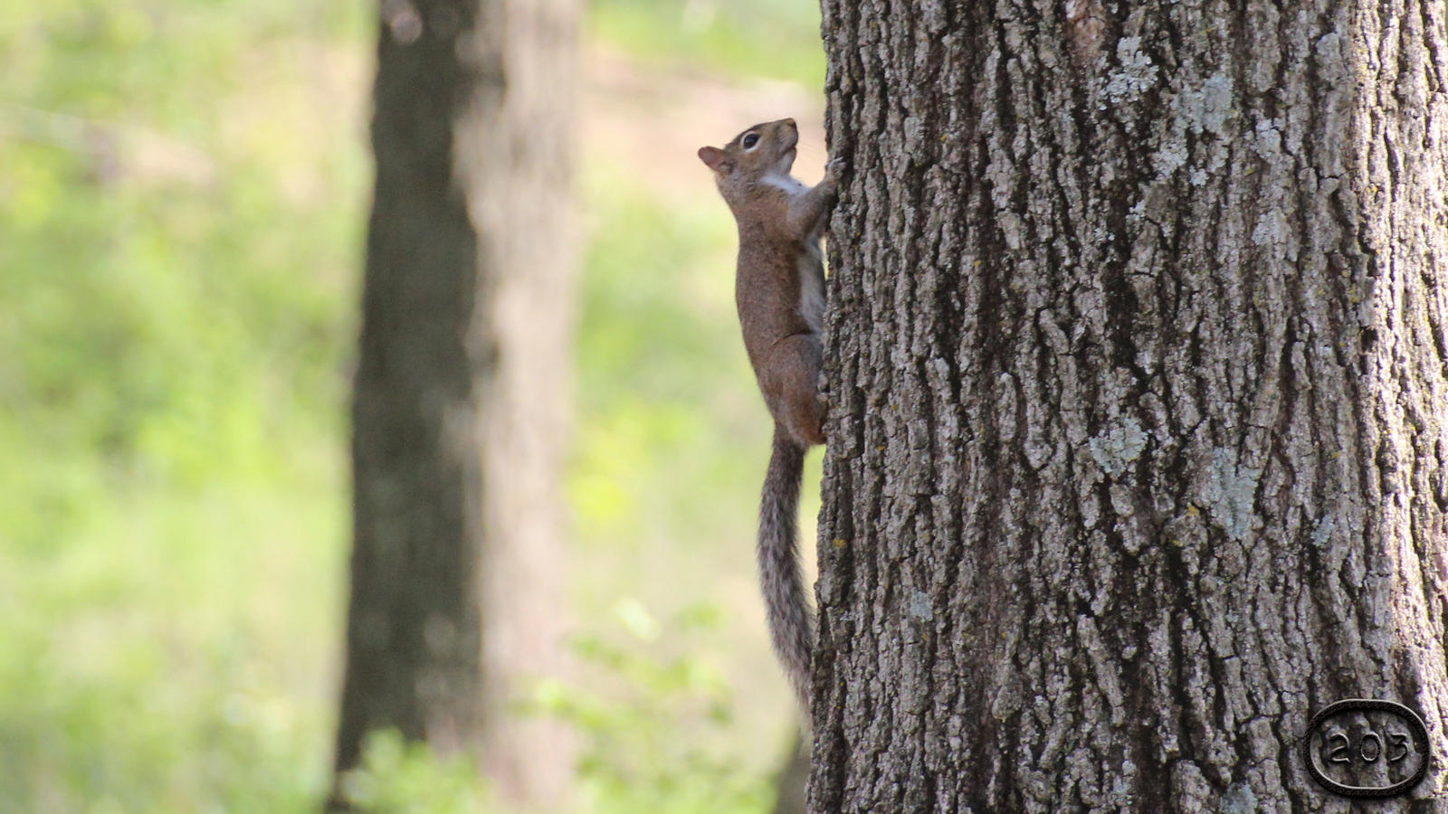 Feelin' Kinda Squirrelly