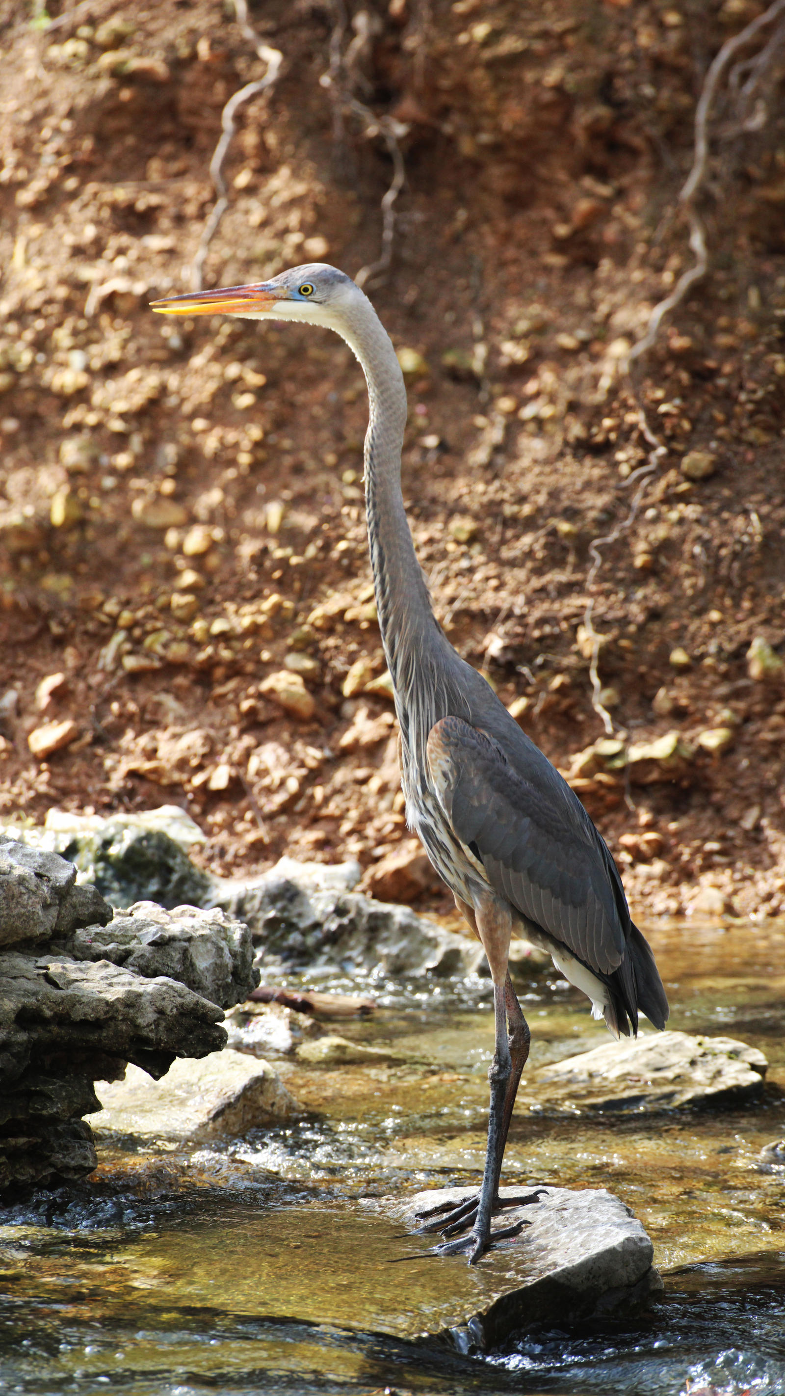 Great Blue Haron