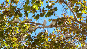 Western corella