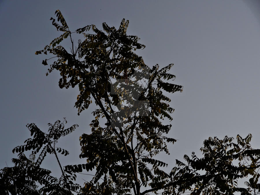 Tree and Sky