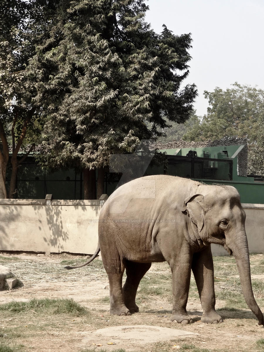 Elephant At Zoo