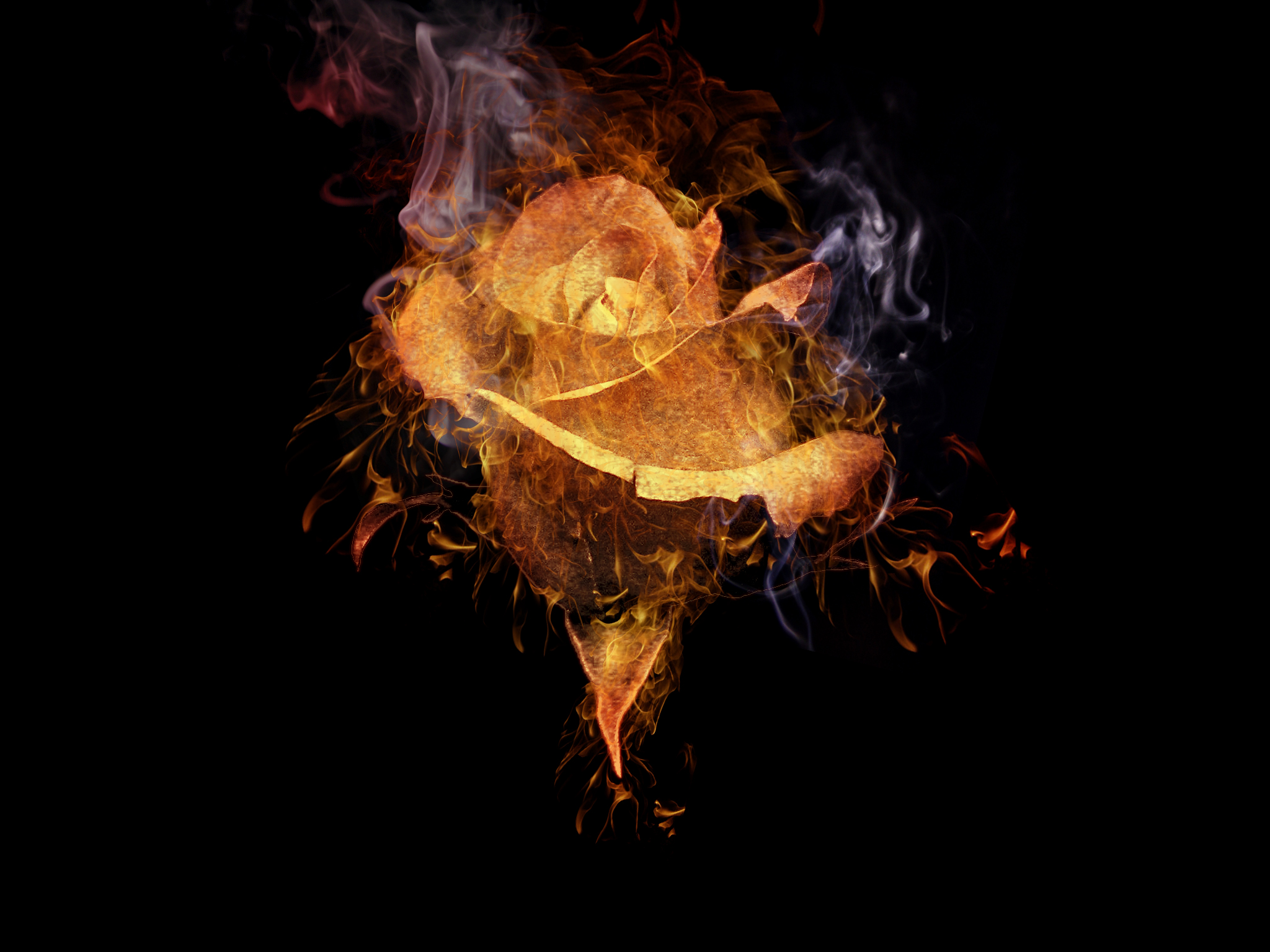 Burning Rose