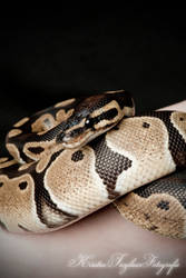 BallPython