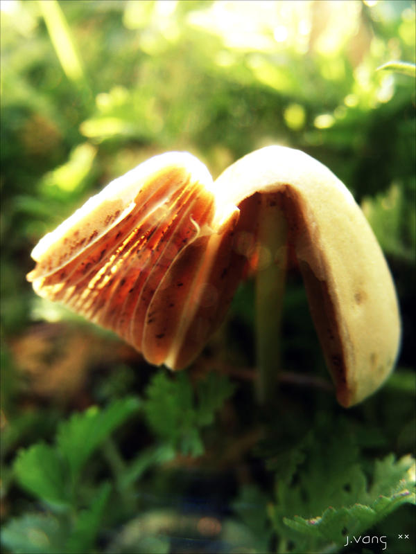 broken toadstool.