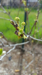 Green Little Buds 