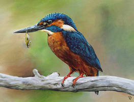 'Kingfisher'