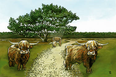 coverillustration highland cattles