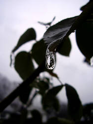 A drop of winter