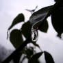 A drop of winter