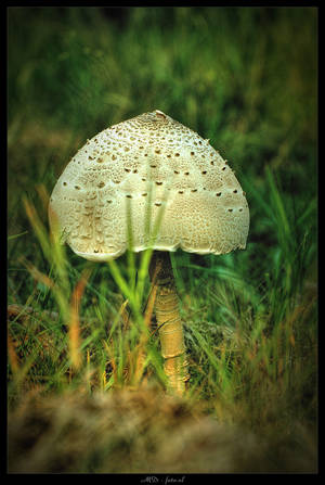 Mushroom by mdfoto