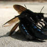 Fighting Carpenter Bees