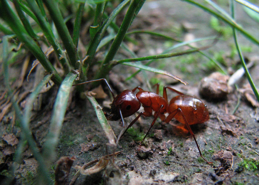 Ant Having Breakfast