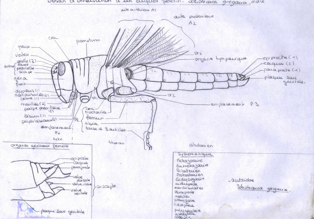 Locust Organs Locust biology draw by Stellaria-Graphie on DeviantArt