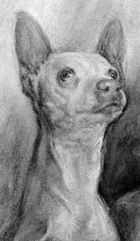 Charcoal dog