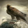 Golden eagle