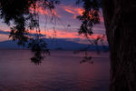 A tree by the sea 2. by sipsis
