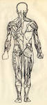 Human anatomy back by sipsis