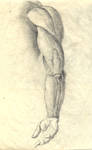Human anatomy . the hand 1a by sipsis