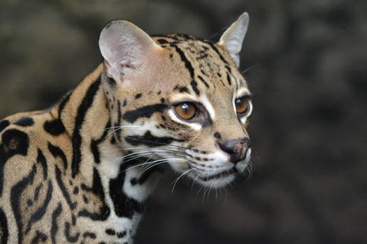 Ocelot