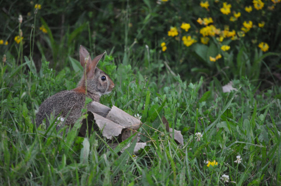 Runny Babbit by vivalasam1091 on DeviantArt