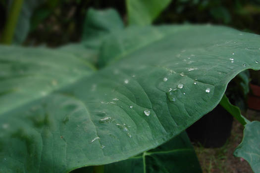 Leaf Power