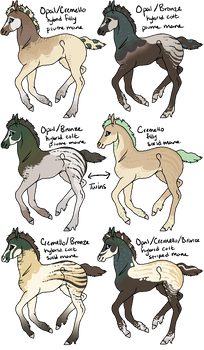 Cremello x Opal/Bronze Foals