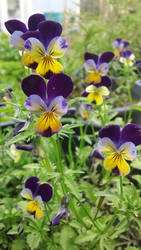 Violas